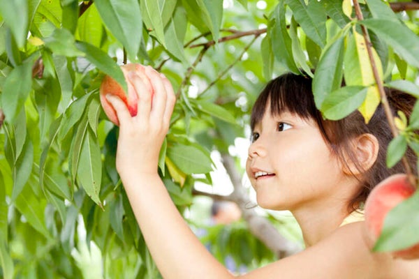 【岩手県内発】 もも2個付き フルーツの宝庫 福島もも狩り食べ放題 日帰り2